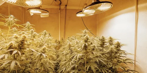 High Yields in Marijuana Fast Version Strains