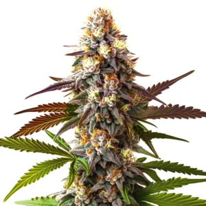 Cake Bomb Fast Version with compact buds, purple tones, and sugary resin coating.