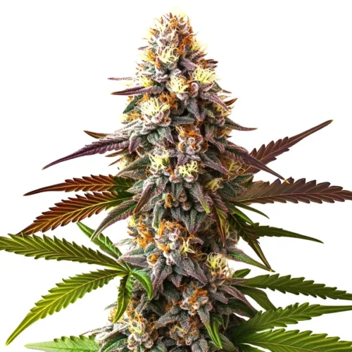 Cake Bomb Fast Version with compact buds, purple tones, and sugary resin coating.