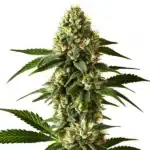 Carmen 2.0 Fast Version with green trichome-coated buds and white pistils.