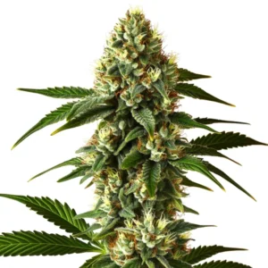 Carmen 2.0 Fast Version with green trichome-coated buds and white pistils.