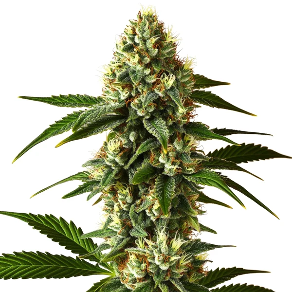 Carmen 2.0 Fast Version with green trichome-coated buds and white pistils.
