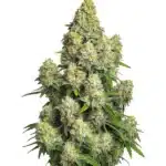 Compact Cinderella 99 Auto buds with resin and a vibrant green appearance.