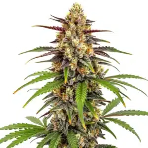 Grape Fruit Fast Version cannabis bud with frosty trichomes and fruity aroma profile.
