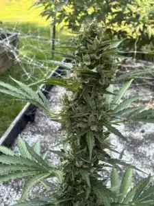 Lemon Z OG Auto seeds plant showing a thick, frosty green flowering top cola in an outdoor garden bed.
