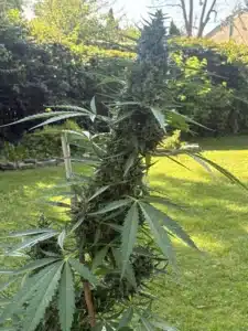 Mature, flowering Lemon Z OG Auto seeds plant supported by a wooden stake in a sunlit outdoor garden.