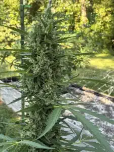 Detailed view of a resin-covered flowering cola on a Lemon Z OG Auto seeds plant growing outdoors.