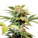 Orange Cream Auto