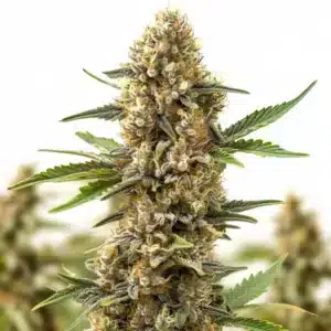 Orange Cream Auto cannabis plant with dense resin-coated buds and bright orange pistils