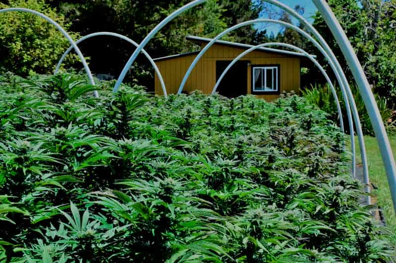 Select the best place to grow marijuana outdoors