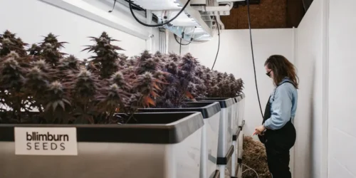 The 10 most high yield cannabis strains