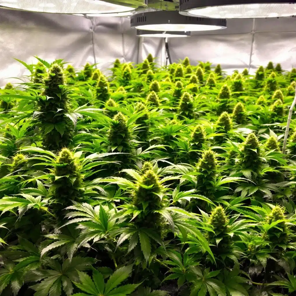 High yield cannabis plants growing indoors with SCROG technique for maximum production.