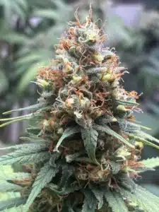 Flowering Rainbow Chip feminized seeds cannabis bud with abundant orange hairs and frosty green leaves.