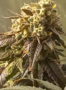 Mature Rainbow Chip Regular cannabis bud with heavy resin frosting and dark purple leaves.