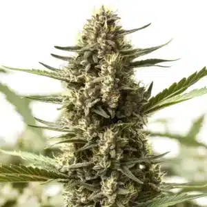 Scott OG Regular cannabis plant with dense frosty buds and thick pistils.