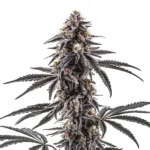 Mac Regular Cannabis Pflanze mit frostigen Blüten und lila Tönen in den Blättern.
