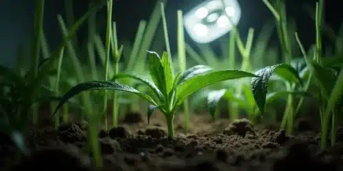 Cannabis: Genotype Vs Phenotype