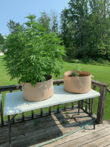 Acapulco Gold cannabis plants in beige fabric pots on a white outdoor table, showing a large bushy plant and a smaller seedling under sunlight.