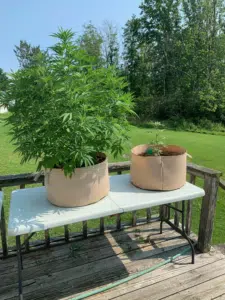Acapulco Gold cannabis plants in beige fabric pots on a white outdoor table, showing a large bushy plant and a smaller seedling under sunlight.