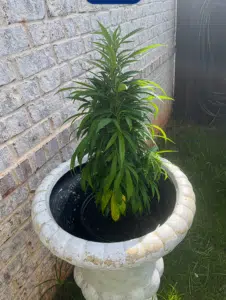 Vertical view of a flowering AK Auto cannabis plant with multiple budding sites in an outdoor cultivation field.