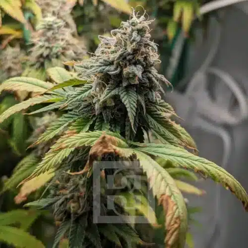 Aromatic Apple Fritter Cannabis Seeds