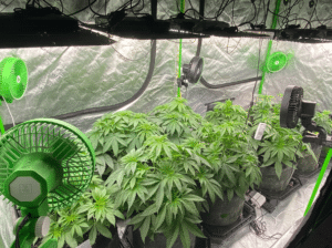 Apple Fritter Auto cannabis plants in late flowering stage inside an indoor grow ten