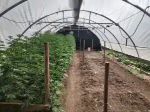Apple and Bananas cannabis plants growing in a commercial greenhouse with supportive netting.