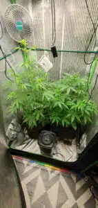 Auto CBD Lemon cannabis plants in fabric pots during early flowering in an indoor grow tent.