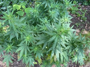 Auto Cafe Racer cannabis plant in early flowering stage growing outdoors next to a wire fence.