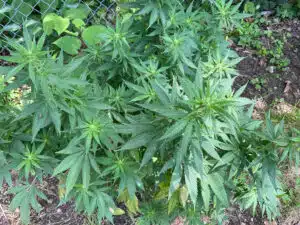 Auto Cafe Racer cannabis plant in early flowering stage growing outdoors next to a wire fence.