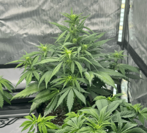 Auto GG4 cannabis plant in early bloom with white pistils and green foliage inside an indoor grow tent.