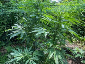 Auto Zkittlez cannabis plant growing outdoors with green trellis netting and healthy flowering sites.