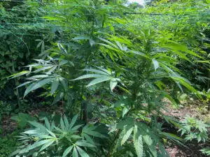 Auto Zkittlez cannabis plant growing outdoors with green trellis netting and healthy flowering sites.