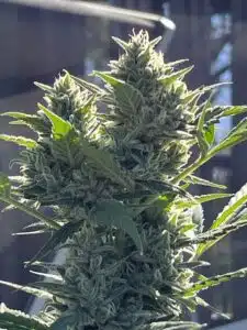 Mandarin Cookies feminized seeds plant in late bloom featuring dense, trichome-rich buds and sharp green sugar leaves.