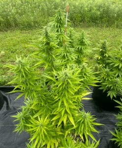 Big Bud cannabis plant flowering outdoors in a black fabric pot within a cultivation field.