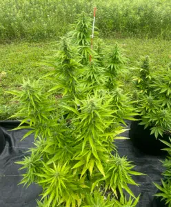 Big Bud cannabis plant flowering outdoors in a black fabric pot within a cultivation field.