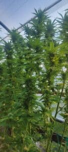 Moonrocks cannabis plant during the flowering stage inside a greenhouse.