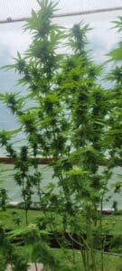 Blackberry Moonrocks cannabis plants showing upper flowering sites in a greenhouse environment.