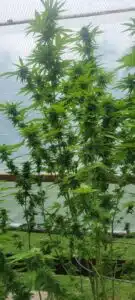 Blackberry Moonrocks cannabis plants showing upper flowering sites in a greenhouse environment.