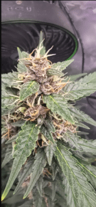 Blackberry Moonrocks cannabis flower featuring purple calyxes and dense trichome coverage.