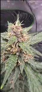 Blackberry Moonrocks cannabis flower featuring purple calyxes and dense trichome coverage.