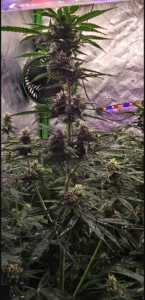 Indoor Blackberry Moonrocks cannabis plant with purple buds growing in a controlled environment.