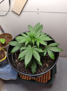 Blue Dream cannabis plant in the vegetative stage with healthy green fan leaves in an indoor pot.