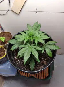 Blue Dream cannabis plant in the vegetative stage with healthy green fan leaves in an indoor pot.