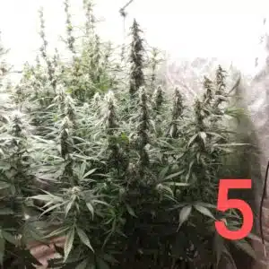 Blue Head Band cannabis plant with tall, resinous flowering colas in an indoor grow tent.