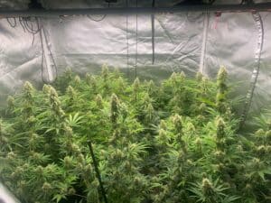 Blueberry Fast Version cannabis plants featuring numerous dense flowering colas in an indoor grow tent.