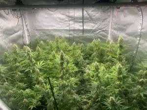 Blueberry Fast Version cannabis plants featuring numerous dense flowering colas in an indoor grow tent.