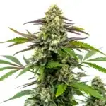 Bubble Gum Sherb cannabis bud with frosty trichomes and purple-green leaves.