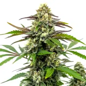 Bubble Gum Sherb cannabis bud with frosty trichomes and purple-green leaves.