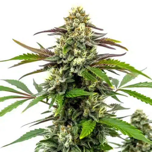 Bubble Gum Sherb cannabis bud with frosty trichomes and purple-green leaves.